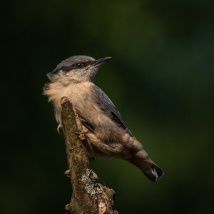 Redwell   20 06 2020   D800   Les 93.jpg